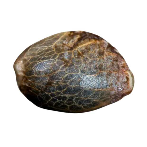 Paradise Seeds | Blue Kush Berry