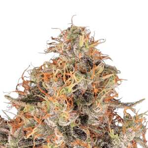 Abbildung der Blue Kush Berry Cannabis-Pflanze von...