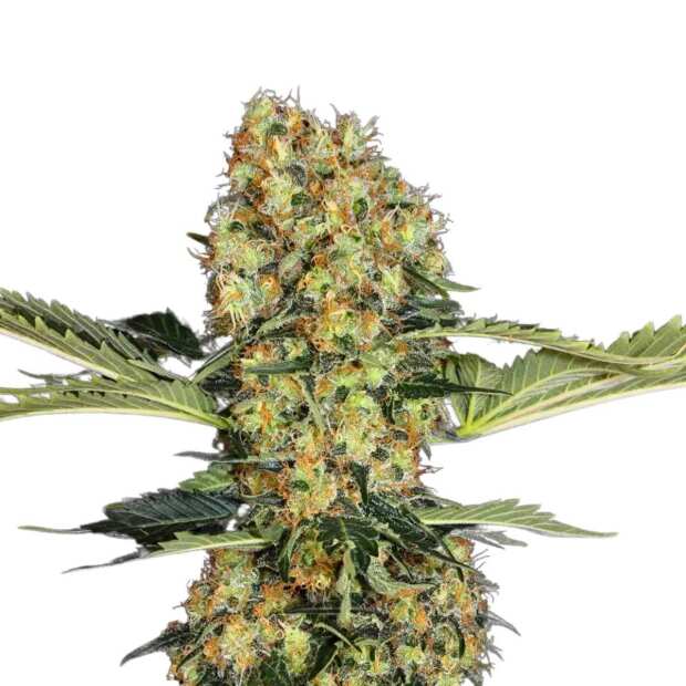 Blue Kush Berry | Hanfsamen von Paradise Seeds | 5 Samen