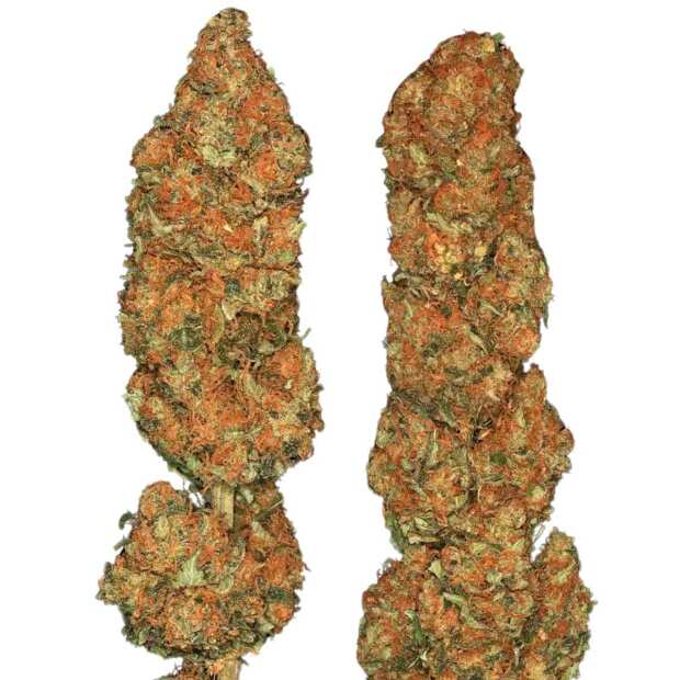 Paradise Seeds | Californian Gold