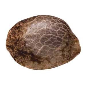 Californian Gold Paradise Seeds (100%) - Seedshop