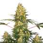 Californian Gold | Feminisierte Cannabissamen von Paradise Seeds