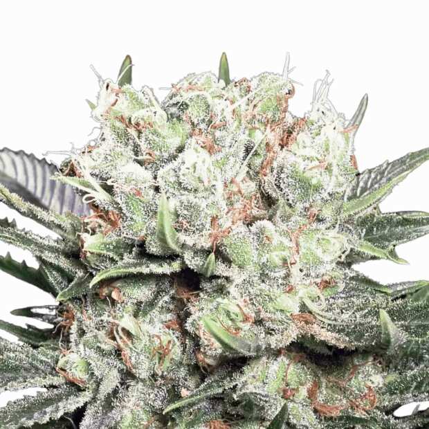 Californian Gold Cannabissamen von Paradise Seeds 3 Samen