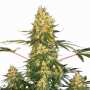 Californian Gold | Feminisierte Cannabissamen von Paradise Seeds | 3 Hanfsamen