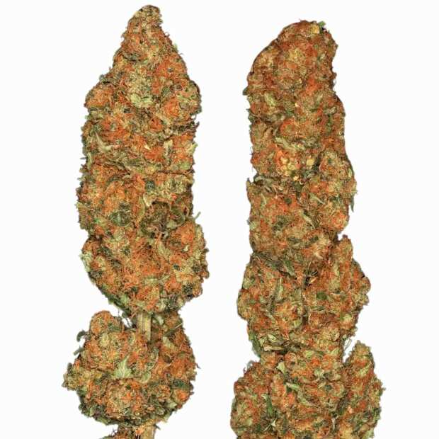 California Gold | Feminisierte Cannabissamen von Paradise Seeds | 5 Hanfsamen