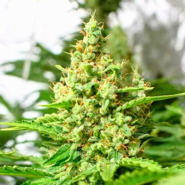 California Gold | Feminisierte Cannabissamen von Paradise Seeds | 5 Hanfsamen