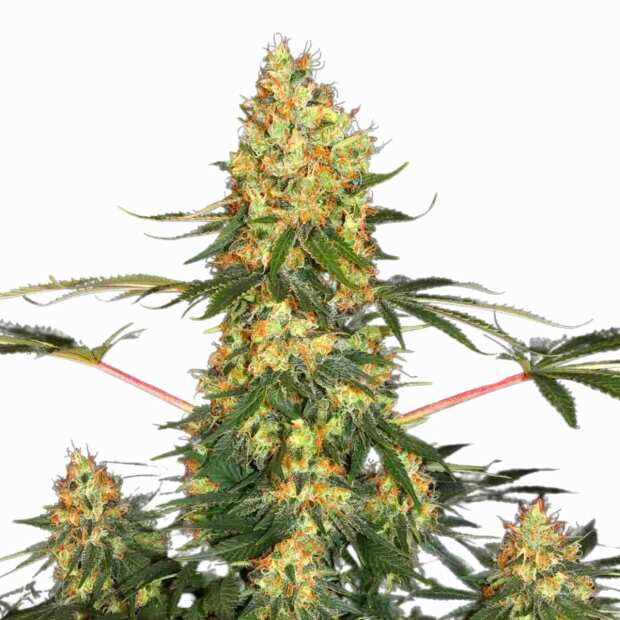 California Gold | Feminisierte Cannabissamen von Paradise Seeds | 5 Hanfsamen