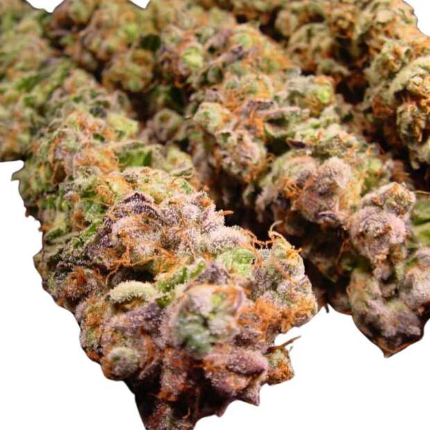 Paradise Seeds | Durga Mata