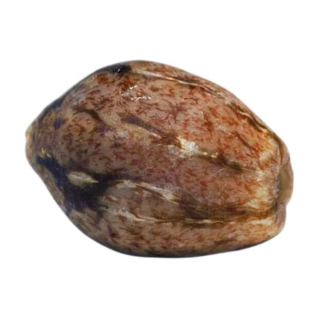 Durga Mata Feminisierte Cannabissamen von Paradise Seeds 3 Hanfsamen