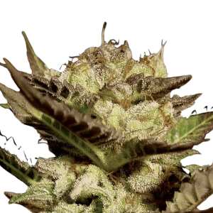 Durga Mata Cannabissamen von Paradise Seeds 3 Samen