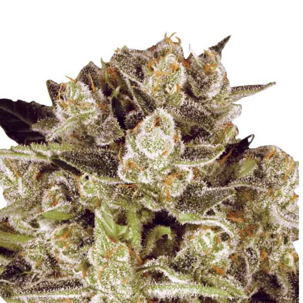 Durga Mata II CBD Cannabissamen von Paradise Seeds 3 Samen