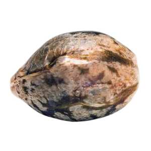 Dutch Kush Paradise Seeds (100%) Cannabis Samen