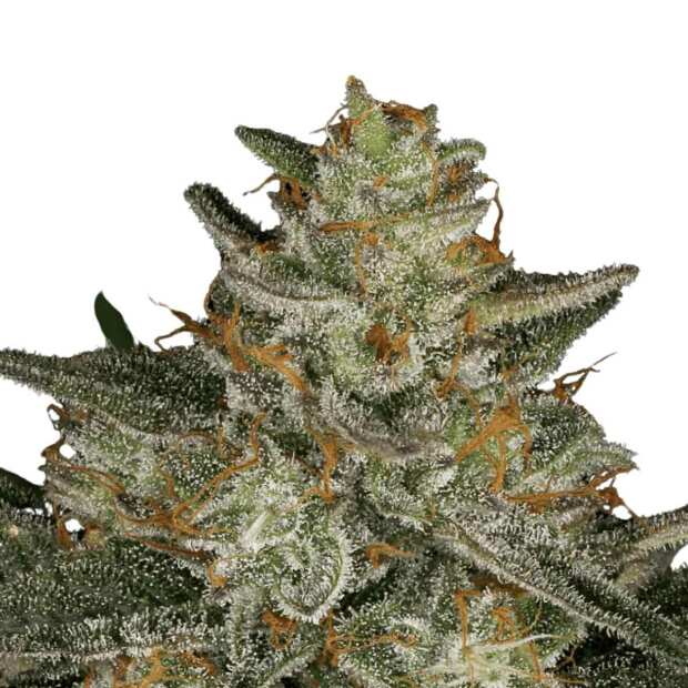 Dutch Kush Cannabissamen von Paradise Seeds 3 Samen