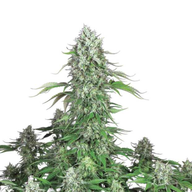 Paradise Seeds | Dutch Dragon