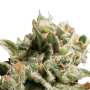 Dutch Dragon Paradise Seeds (100%) Cannabis Samen