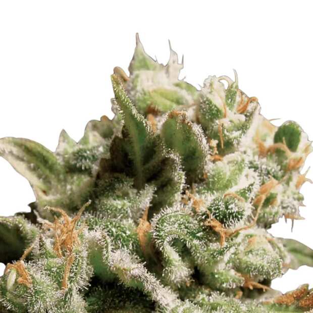 Dutch Dragon Cannabissamen von Paradise Seeds 3 Samen