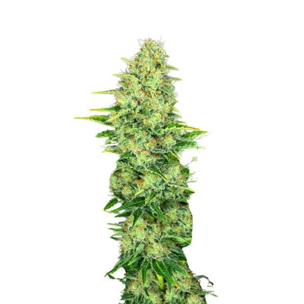 Paradise Seeds | Ice Cream