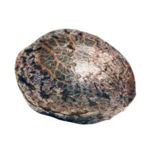 Ice Cream Paradise Seeds (100%) Cannabis Samen