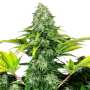 Ice Cream | Feminisierte Cannabissamen von Paradise Seeds