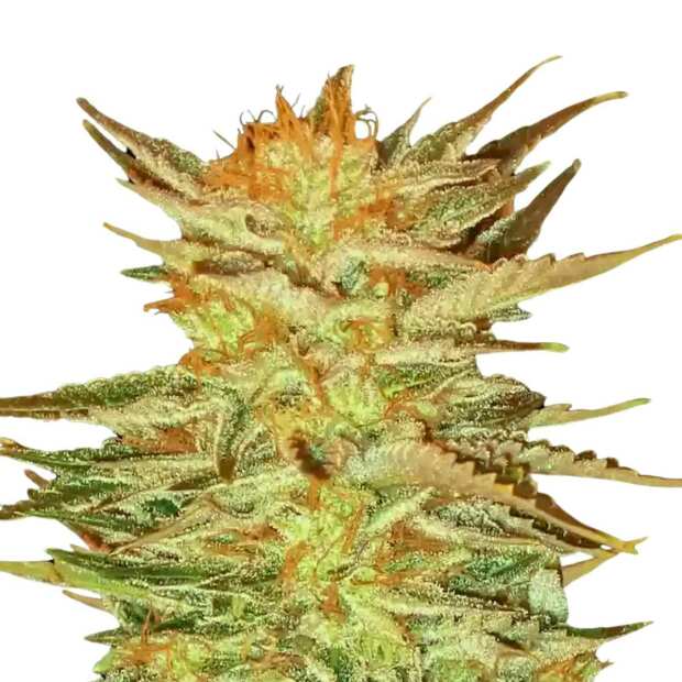 Ice Cream Cannabissamen von Paradise Seeds 3 Samen