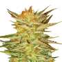 Ice Cream Cannabissamen von Paradise Seeds 3 Samen