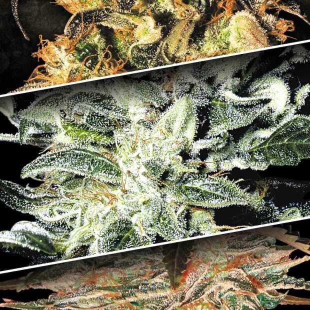 Indica Champions Pack Cannabissamen von Paradise Seeds