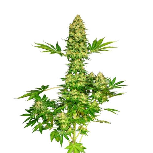 Paradise Seeds | Jacky White