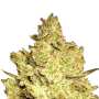 Jacky White Paradise Seeds (100%) Cannabis Samen