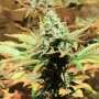 Jacky White | Feminisierte Cannabissamen von Paradise Seeds