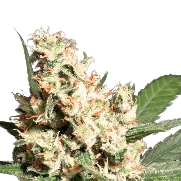 L.A. Amnesia Paradise Seeds (100%) Cannabis Samen