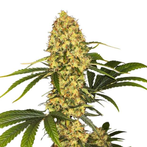 Paradise Seeds | L.A. Amnesia