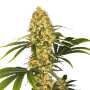 L.A. Amnesia | Feminisierte Cannabissamen von Paradise Seeds