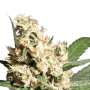 L.A. Amnesia Cannabissamen von Paradise Seeds 3 Samen