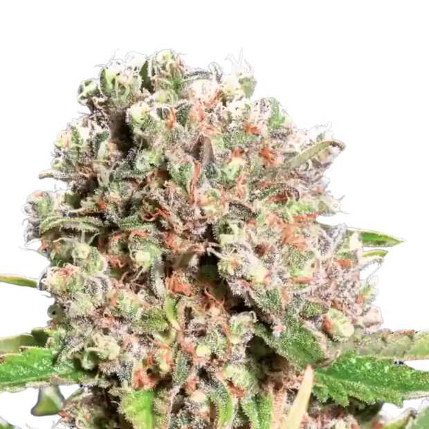 Mendocino Skunk Paradise Seeds (100%) - Seedshop