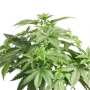 Mendocino Skunk | Feminisierte Cannabissamen von Paradise Seeds