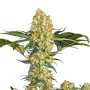 Mendocino Skunk | Feminisierte Cannabissamen von Paradise Seeds