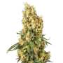 Mendocino Skunk | Feminisierte Cannabissamen von Paradise Seeds