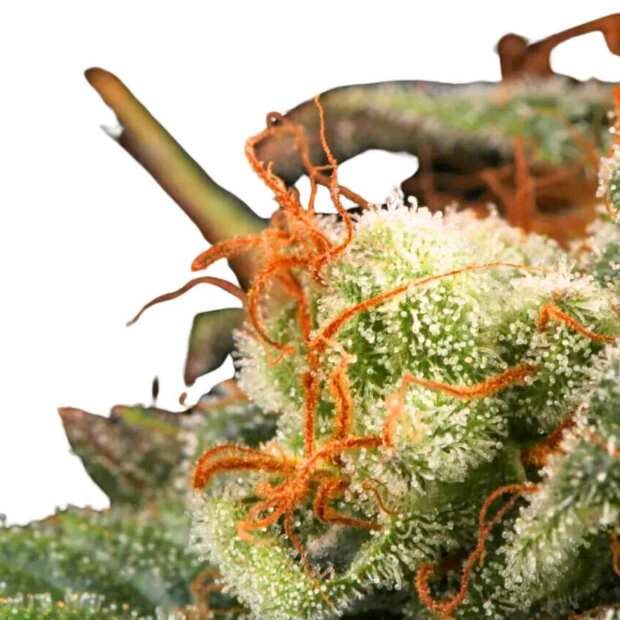 Mendocino Skunk | Feminisierte Cannabissamen von Paradise Seeds | 3 Hanfsamen