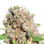 Mendocino Skunk Cannabissamen von Paradise Seeds 3 Samen