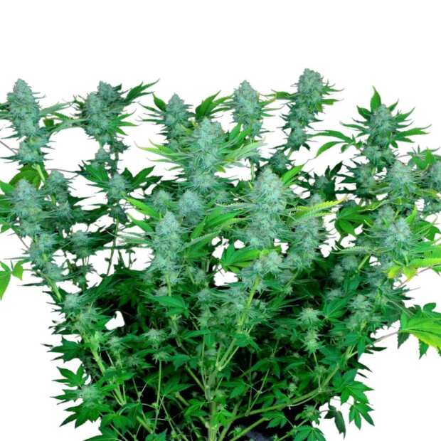 Paradise Seeds | Nebula