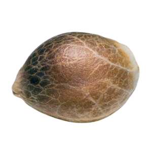 Nebula Paradise Seeds (100%) Cannabis Samen kaufen