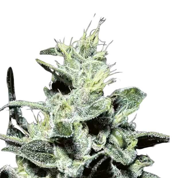 Nebula Cannabissamen von Paradise Seeds 3 Samen