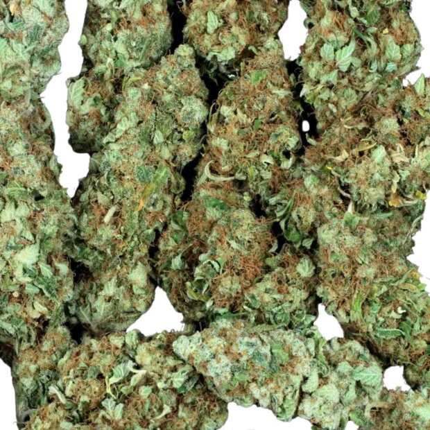 Nebula | Feminisierte Cannabissamen von Paradise Seeds | 5 Hanfsamen