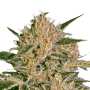 Nebula II CBD Cannabissamen von Paradise Seeds 3 Samen