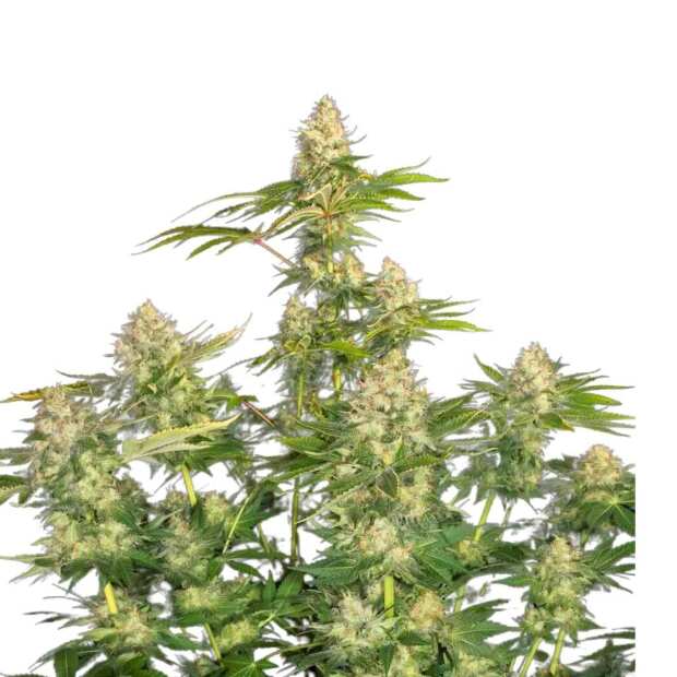 Paradise Seeds | Opium