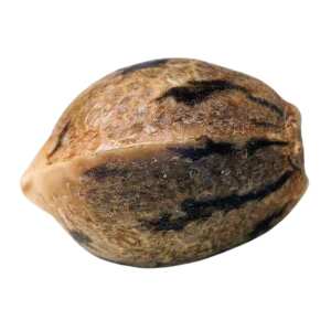 Opium Paradise Seeds (100%) Hanfsamen bestellen