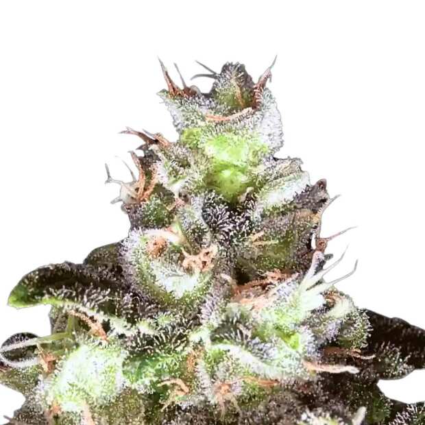 Original White Widow (IBL) Paradise Seeds (100%)