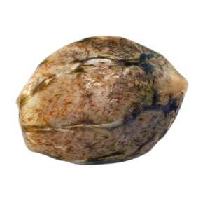 Original White Widow (IBL) Paradise Seeds (100%)