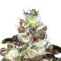 Original White Widow (IBL) Paradise Seeds (100%)