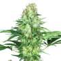 Original White Widow (IBL) | Feminisierte Cannabissamen von Paradise Seeds